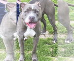 Small #2 American Staffordshire Terrier