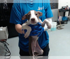 Mutt Dogs for adoption in Fayetteville, NC, USA