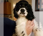 Small Photo #17 Cocker Spaniel Puppy For Sale in FORSYTH, GA, USA
