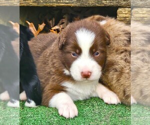 Australian Shepherd Puppy for sale in NELSON, VA, USA