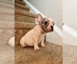 Small #7 French Bulldog