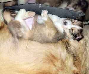 Shetland Sheepdog Puppy for Sale in Lagrace-Dieu, Occitanie France