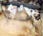 Small Shetland Sheepdog