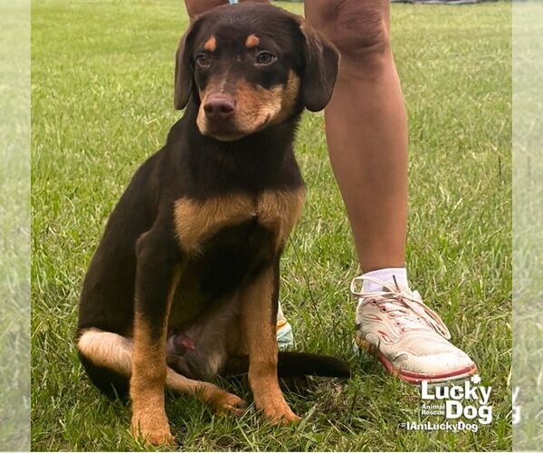 Medium Photo #3 Labrador Retriever-Unknown Mix Puppy For Sale in Washington, DC, USA