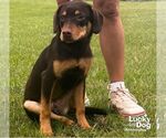 Small #2 Labrador Retriever Mix