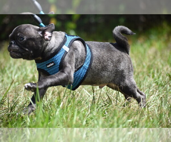 Medium Photo #6 Pug Puppy For Sale in PALM COAST, FL, USA