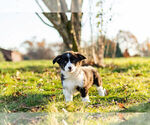 Small Photo #1 Pembroke Welsh Corgi Puppy For Sale in WARSAW, IN, USA