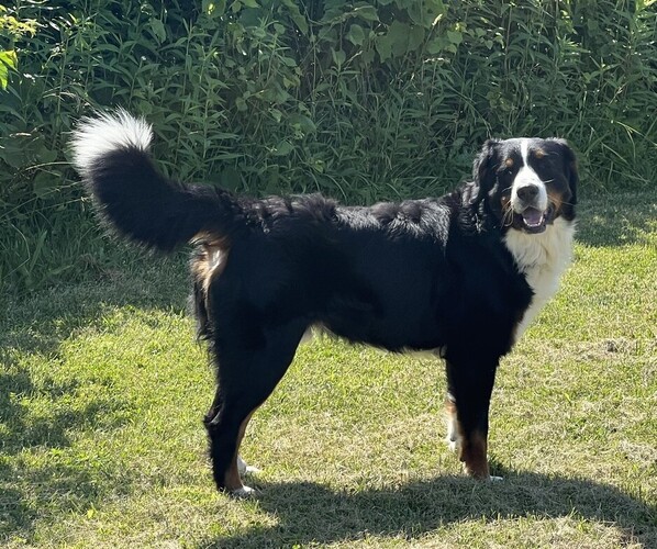 Medium Photo #1 Great Bernese Puppy For Sale in SPRINGFIELD, OH, USA