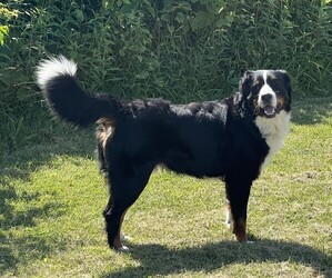 Father of the Great Bernese puppies born on 06/27/2026