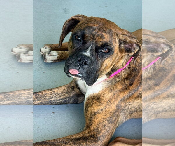 Medium Photo #5 Boxer Puppy For Sale in Stanwood, WA, USA