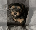 Small Photo #3 Yorkshire Terrier Puppy For Sale in MIAMI, FL, USA