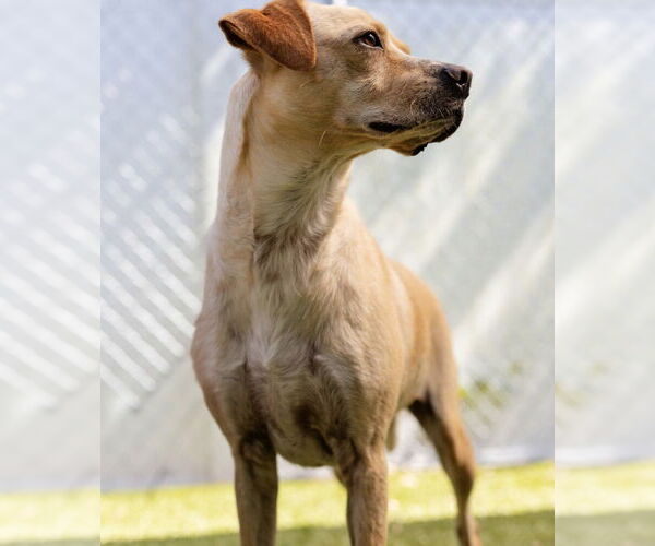 Medium Photo #2 Mutt Puppy For Sale in Canton, CT, USA