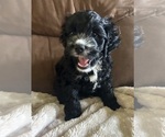 Small #6 Cockapoo
