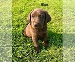 Puppy Blue Labrador Retriever