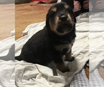 Small Photo #7 Australian Retriever Puppy For Sale in ALLEGAN, MI, USA
