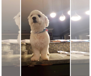 Mother of the Bichon Frise puppies born on 05/27/2025