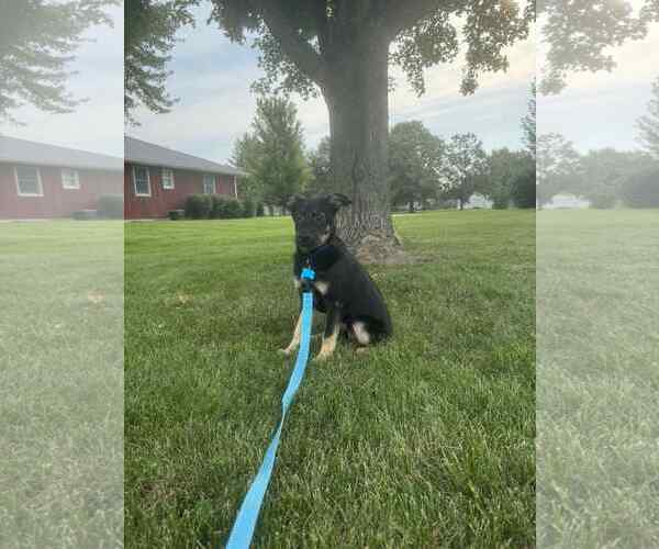 Medium Photo #2 German Shepherd Dog-Unknown Mix Puppy For Sale in Plainfield, IL, USA