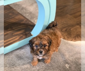 ShihPoo Puppy for sale in CISCO, TX, USA