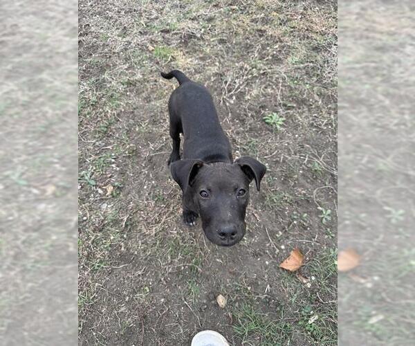 Medium Photo #1 American Staffordshire Terrier Puppy For Sale in San Antonio, TX, USA