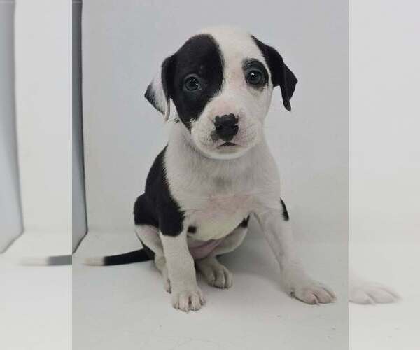 Medium Photo #2 Labrador Retriever-Unknown Mix Puppy For Sale in Brewster, NY, USA