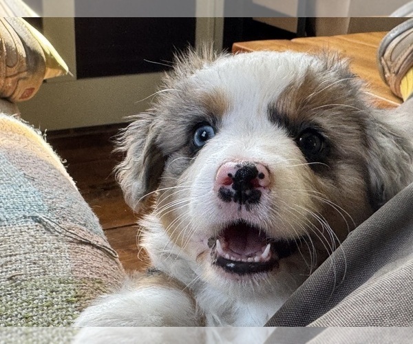 Medium Photo #5 Aussie-Corgi Puppy For Sale in ESPERANCE, NY, USA