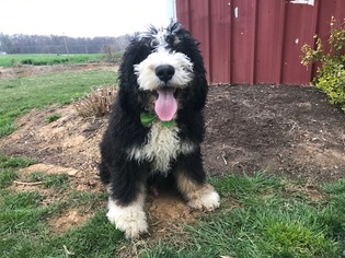 Bernedoodle Puppy for sale in QUARRYVILLE, PA, USA