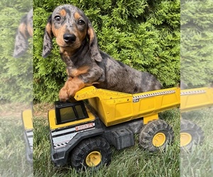 Dachshund Puppy for sale in MIDDLEBURY, IN, USA