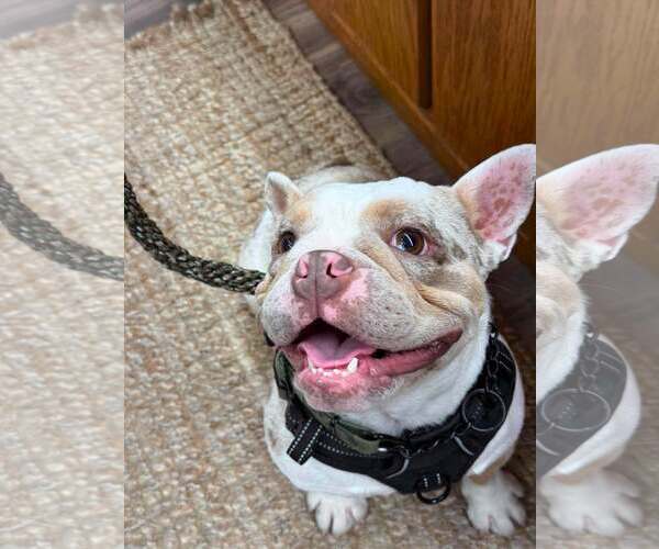 Medium Photo #5 French Bulldog Puppy For Sale in Visalia, CA, USA