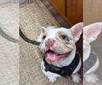 Small #4 French Bulldog