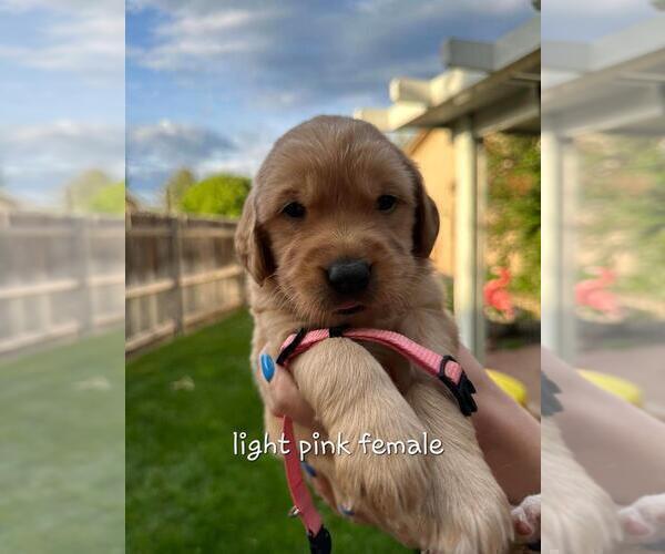 Medium Photo #1 Golden Retriever Puppy For Sale in MERIDIAN, ID, USA
