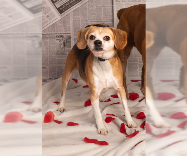 Medium Photo #6 Beagle Puppy For Sale in Foristell, MO, USA
