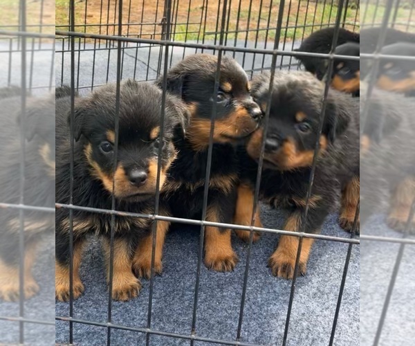 Medium Photo #6 Rottweiler Puppy For Sale in PINEHURST, NC, USA