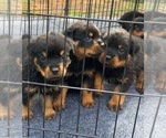 Small #5 Rottweiler