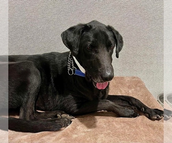 Medium Photo #8 Labrador Retriever-Unknown Mix Puppy For Sale in San Diego, CA, USA