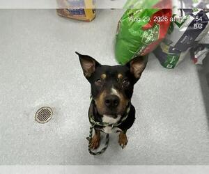 Rottweiler-Unknown Mix Dogs for adoption in Ocala, FL, USA