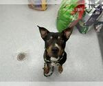 Small Rottweiler Mix