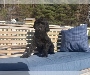 Medium Labradoodle
