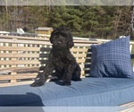 Puppy 1 Labradoodle