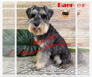 Father of the Schnauzer (Miniature) puppies born on 12/02/2022