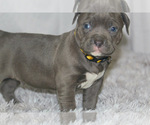 Small #9 American Bully