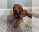 Small Photo #9 Goldendoodle (Miniature) Puppy For Sale in NORTHVILLE, MI, USA