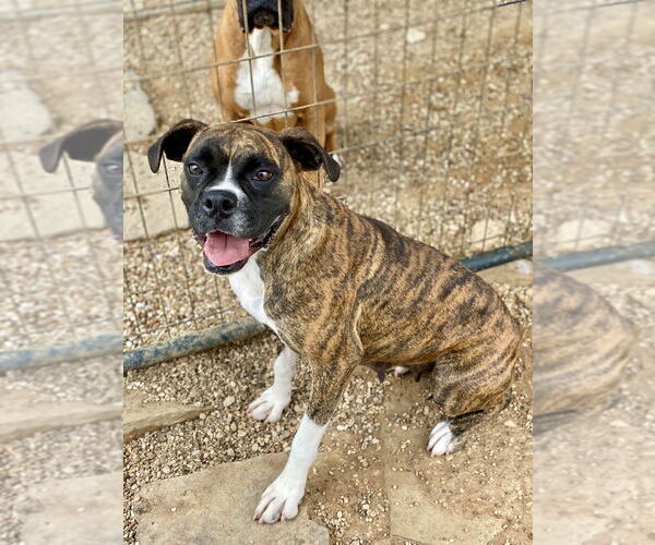 Medium Photo #3 Boxer Puppy For Sale in Austin, TX, USA