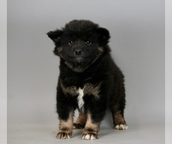 Medium Photo #2 Shiba Inu Puppy For Sale in WARSAW, IN, USA