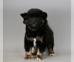 Small Photo #2 Shiba Inu Puppy For Sale in WARSAW, IN, USA
