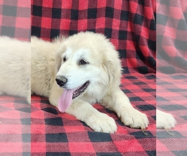 Medium Photo #8 Anatolian Shepherd Puppy For Sale in CUMBY, TX, USA