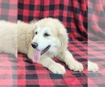 Small #7 Anatolian Shepherd