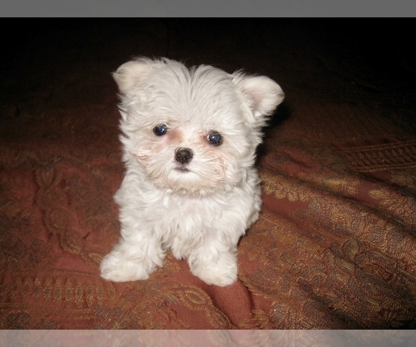Medium Photo #5 Maltese Puppy For Sale in MARIETTA, GA, USA