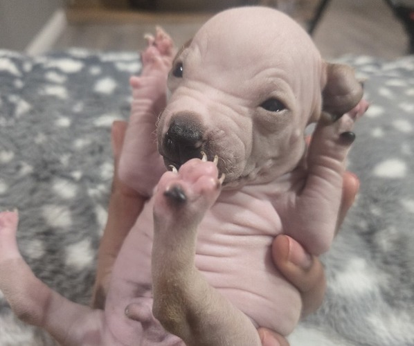 Medium Photo #5 Miniature American Hairless Terrier Puppy For Sale in MEDFORD, MA, USA