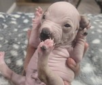 Small #4 Miniature American Hairless Terrier