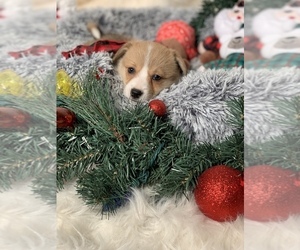 Pembroke Welsh Corgi Puppy for sale in SYLMAR, CA, USA